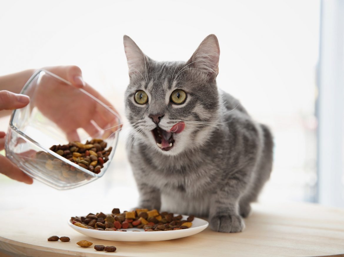 Croquette personnalisée: un enchantement pour vos animaux domestiques