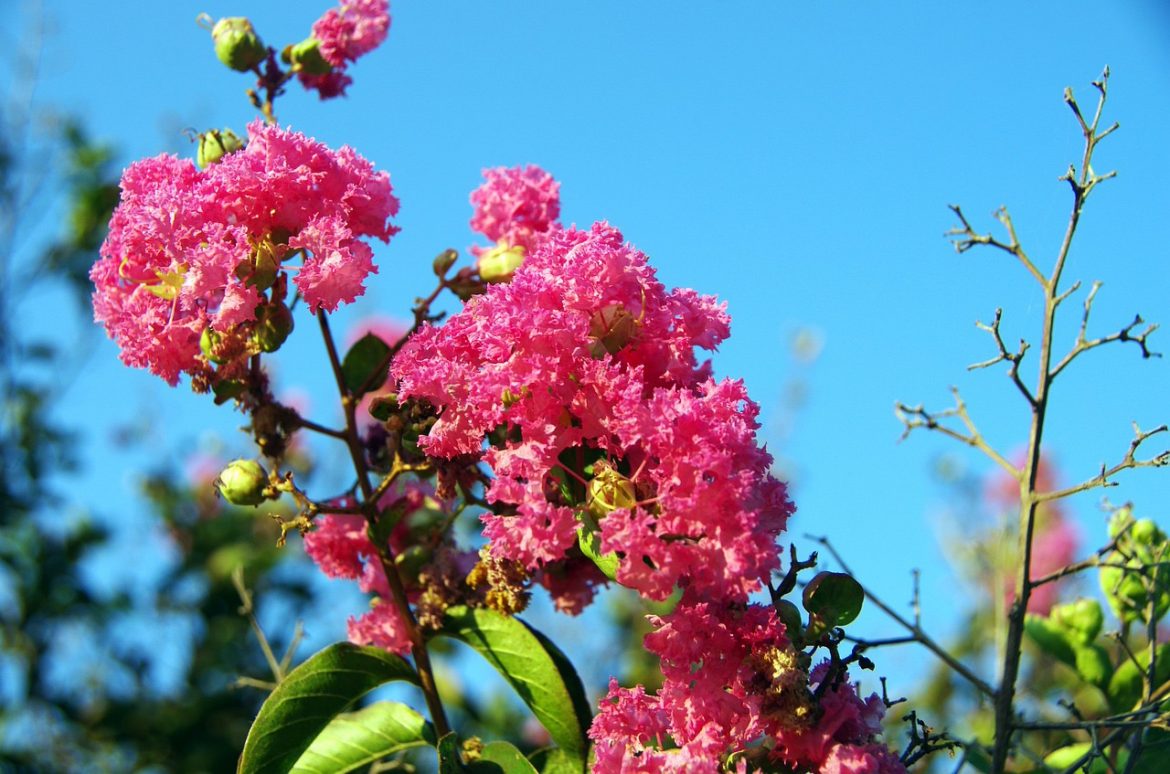 Lilas indien lagerstremia