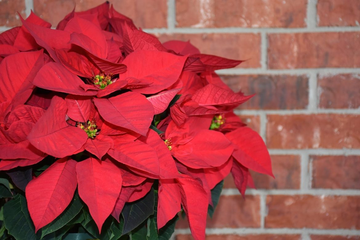 Poinsettia, Étoile de Noël : tous les conseils d’entretien